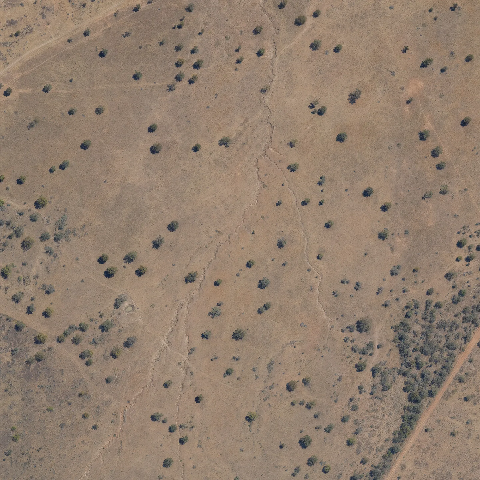 Degraded grazing block in Central Queensland today — bare soil, eroded contours, no canopy